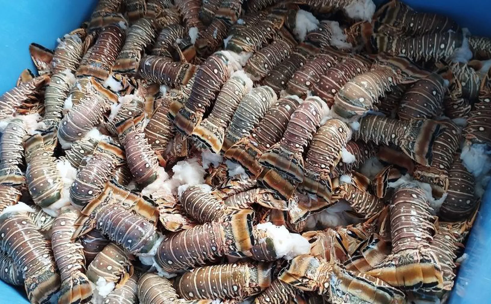 Pescadores de Yucatán esperan capturar 700 toneladas de langosta